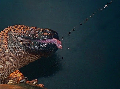 ����� ����� ... ���� ����� lizard spet.jpg